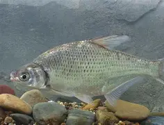 爱游戏-match效sfashion人如曽